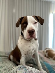 mix breed pitfall brown and white
