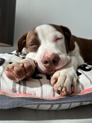 mix breed pitfall brown and white