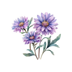 aster flowers vector illustration in watercolor style