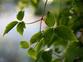 Beautiful atmospheric backlit clematis leaves against a light background