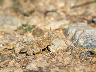 A Blue Winged Grasshopper sitting on the ground