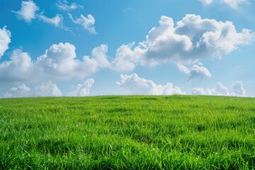 Fototapeta premium Lush Green Meadow Under Clear Blue Sky. Fluffy White Clouds on a Sunny Day Landscape Background