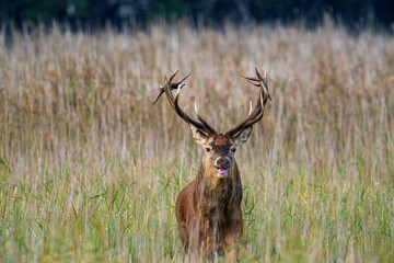 Hirsch