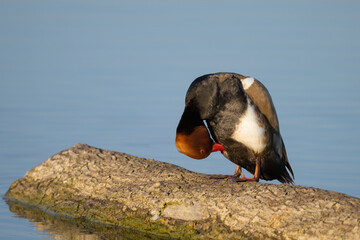 A male red crested Pochard standing on a piece of wood