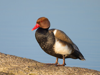 A male red crested Pochard standing on a piece of wood