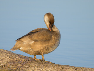 A female red crested Pochard standing on a piece of wood