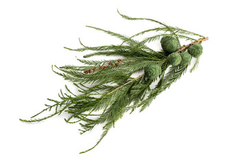 Bald Cypress or Taxodium distichum twig and cones isolated on white background