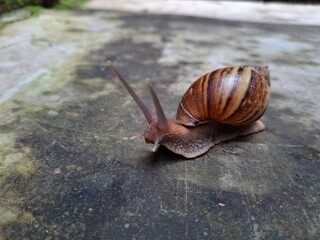 Lissachatina fulica is a species of large land snail that belongs in the subfamily Achatininae of the family Achatinidae. It is also known as the Giant African land snail.