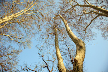 colorful trees rising to sky 