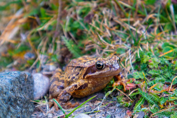 Naklejka premium frog on the grass