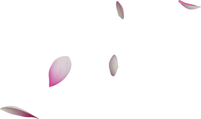 pink lotus flower petals