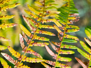 Detailed view of plants in nature. Background images.