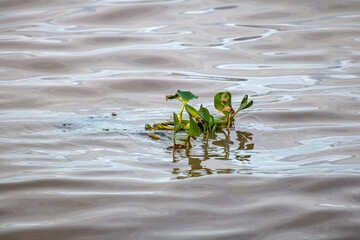 plant in the water