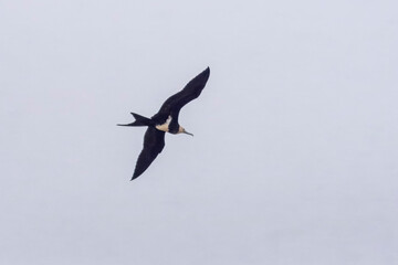 Christmas frigatebird (Fregata andrewsi), or Christmas Island frigatebird at Mumbai Maharashtra, India