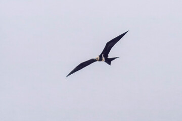 Christmas frigatebird (Fregata andrewsi), or Christmas Island frigatebird at Mumbai Maharashtra, India
