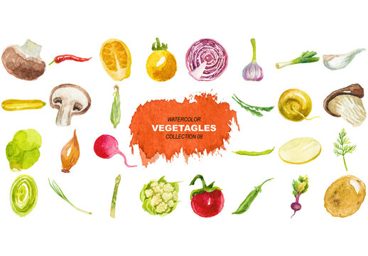 Vector watercolor painted collection of vegetables. Hand drawn fresh food design elements isolated on white background.