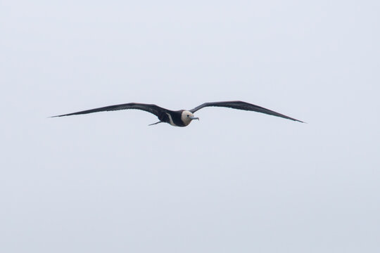 Christmas frigatebird (Fregata andrewsi), or Christmas Island frigatebird at Mumbai Maharashtra, India