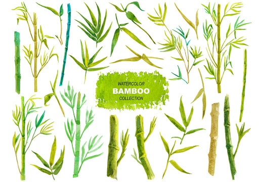 Vector watercolor painted bamboo clipart. Hand drawn design elements isolated on white background