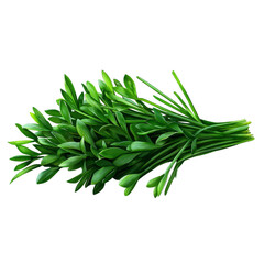 A bunch of fresh chives, watercolor illustration, vibrant green, isolated on white background. 