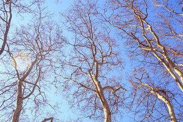 branches against sky