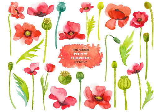 Vector watercolor painted poppy flowers clipart. Hand drawn elements isolated on white background