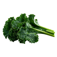 A bunch of kale with water droplets, watercolor style, deep green, isolated on white background. 
