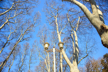 trees with sky background in the park