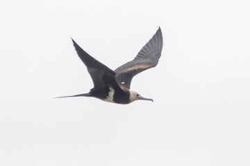 Christmas frigatebird (Fregata andrewsi), or Christmas Island frigatebird at Mumbai Maharashtra, India