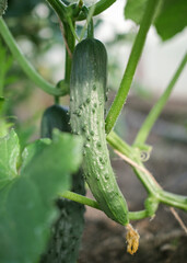 Cucumbers ripen in a greenhouse