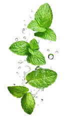 Mint leaves with water drops floating on transparent background