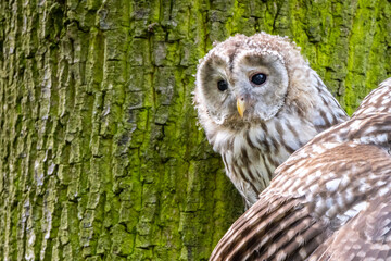 Ural owl, Strix uralensis, large nocturnal owl sitting on the tree