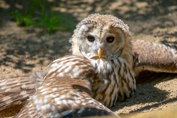 Fototapeta premium Ural owl, Strix uralensis, large nocturnal owl sitting on the ground