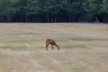 deer in the field