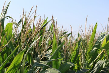 green corn (maize) field in spring