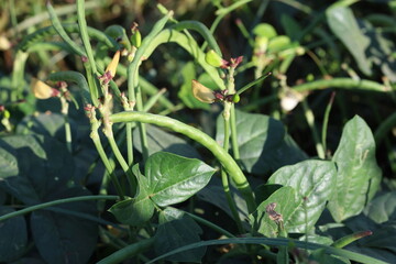 leaves and flowers green beans in the field
