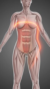 Healthy Lifestyle Approach for Reducing Abdominal Fat