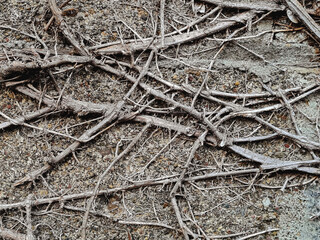 dried tree roots on old stone wall. grunge texture and pattern background image. abstract concept.