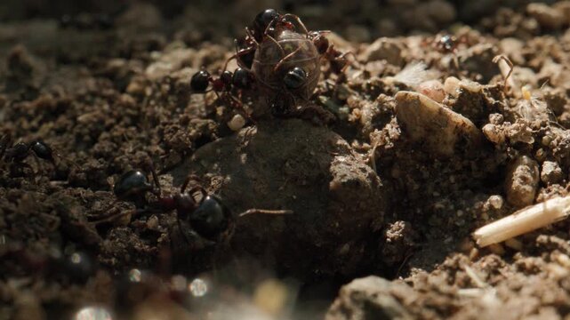 Fourmis attaque cloporte