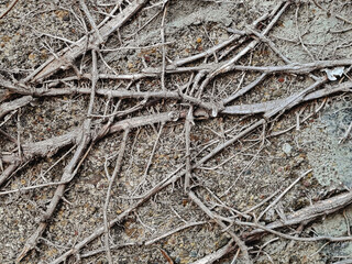 dried tree roots on old stone wall. grunge texture and pattern background image. abstract concept.