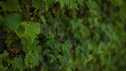 Lush ivy wall with vibrant green leaves for gardening and nature backdrop.