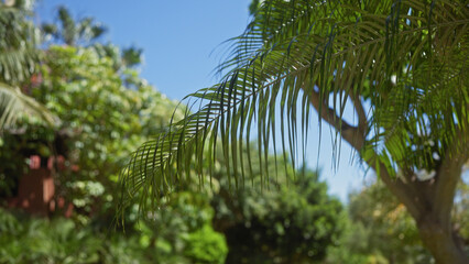 Fototapeta premium Palm frond foreground with lush tropical garden and clear blue sky in the background during daytime.