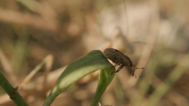 Mante religieuse attaque et mange insecte