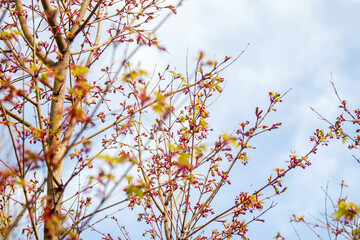colorful leaves against blue sky