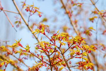close-up  view colorful flowers and leaves