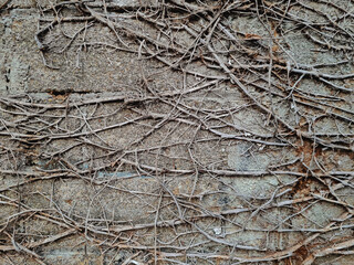 dried tree roots on old stone wall. grunge texture and pattern background image. abstract concept.