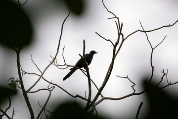 Black Drongo, Dicrurus macrocercus, perching on tree branch in forest park, small Asian passerine bird of the drongo family Dicruridae, It is all black bird with distinctive forked tail