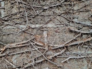 dried tree roots on old stone wall. grunge texture and pattern background image. abstract concept.