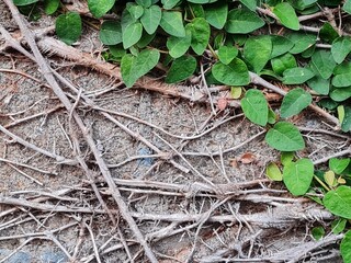 dried tree roots on old stone wall with some green leaf on the corner of the image. Natural floral grunge texture.