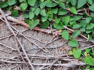 dried tree roots on old stone wall with some green leaf on the corner of the image. Natural floral grunge texture.