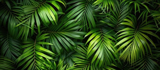Green palm leaves arranged closely together to form a rich appearance in a copy space image